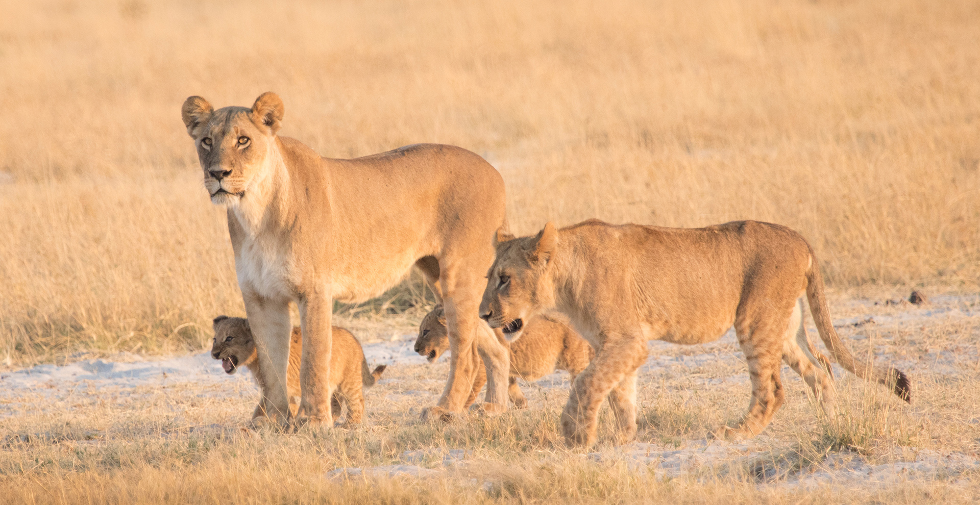 About Bush Orchestra safaris